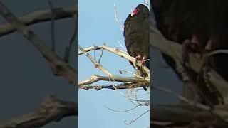 turkey vulture in Corrales https://corralesphenology.blogspot.com