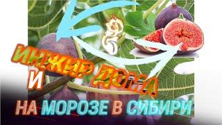 Инжир Брунсвик рост, посадка на зиму и уход за ним.#Инжир