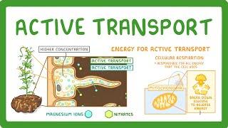 GCSE Biology - Active Transport