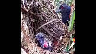 Red eye Bird eat another Bird to feed her baby.