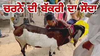 ਚਰਨੇ ਦੀ ਬੱਕਰੀ ਦਾ ਸੌਦਾ | Tungwali #bakramandi #farming #goats