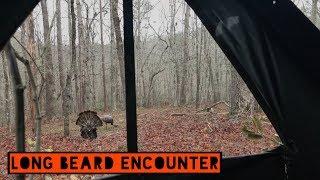 Georgia turkey hunting. Close call on a long beard.