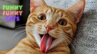 Cat Funny Videos   2 Hour Compilation Of Fun Cat Videos That Will Make You Laugh And Find Peace 