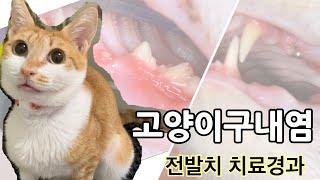 절름발이 고양이 모란이, 전발치 수술받다