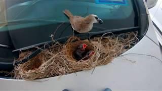 Yellow Vented Bulbul Nesting Day 20 to 25th.