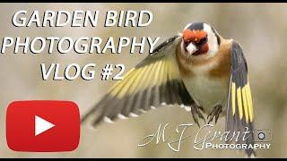 Garden vlog II | Return of the Goldfinches | Wildlife photography | Garden bird photography