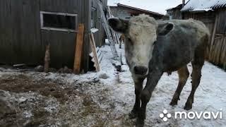 ПОСТРОИЛИ БЫЧАТНИК,ПЕРЕВОДИМ МОЛОДНЯК!ЭТО БЫЛО НЕЛЕГКО!ВИШНЯ СДЕЛАЛА СЮРПРИЗ,НО МЫ ПОЧТИ УСПЕЛИ!