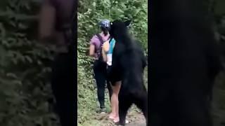 Ini Langkah Penyelamatan Diri Saat Bertemu Beruang liar di hutan #shorts #videoshorts #beruang