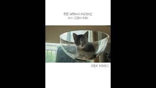 아기고양이와와 투명해먹의 러블리조합 #고양이 #cat #아기고양이 #아깽이 #코리안숏헤어 #길고양이입양  #shortsvideo #cute #고양이일상 #shorts #vlog