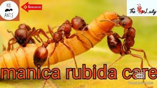 Manica Rubida Care