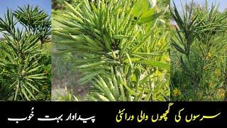 Mustard High Yield Variety / Mustard Farming / Sarson ki Kasht Pakistan / Innovative Business