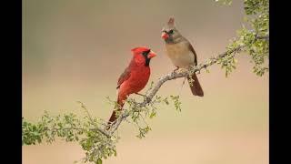 Northern Cardinal Bird Sound Natural sound of singing birds