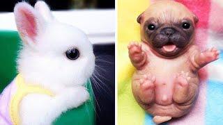 AWW SO CUTE! Cutest baby animals Videos Compilation Cute moment of the Animals Sweet Animals #shorts