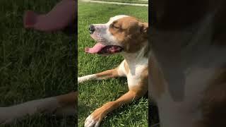 Unusual Friendship Between a Pitbull and 2 Ducklings