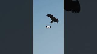 Eagle vs Hawk Who's the Sky King