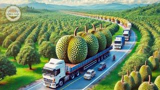 How To Process Millions Of Asia Durians In A Processing Factory