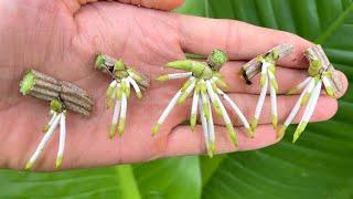 How to propagate orchids with aloe vera in plastic bottles