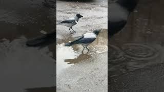 В луже всё очень вкусно #вороны / It's so tasty in the mud! #crow