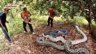 Brave Spider-Man Team Confronts 3 Giant Python