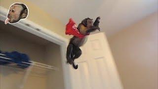 Capuchin MonkeyBoo PlayTime!