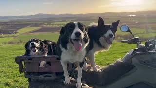 5 minutes of border collie dogs running free