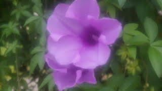 Japanese morning glory Ipomoea nil #Flora #Fauna #BumbleBee #Flower #Insect #Nature #Video #YTVideo