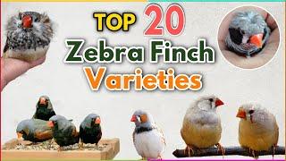 Top 20 most Beautiful Zebra Finches Colour Mutations | Zebra finch Varieties | Types of zebra finch