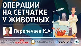 Операции на сетчатке у животных