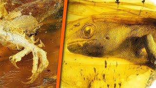 5 Strange Prehistoric Creatures Found Trapped In Amber