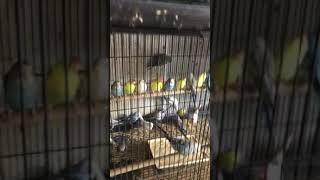 BUDGIE PET SHOP IN AHMEDABAD ( DELHI CHAKLA)