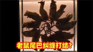 老鼠尾巴纠缠打死结，这是怎么回事呢？