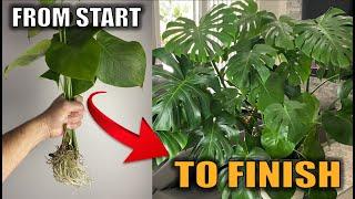 Set Up and Grow a Big Beautiful Monstera