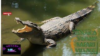 Crocodiles in Falmouth, Jamaica