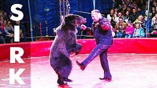 Dogs Bears Monkeys Animals Sirk Circus Show