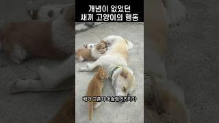 배고픈 새끼냥냥이 앞에서 하필 자고있던 어미개