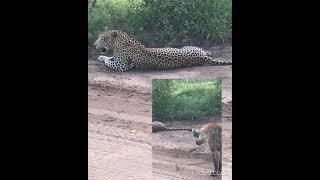 Hyenas vs cheetah #shorts AnimalTube - World of animals