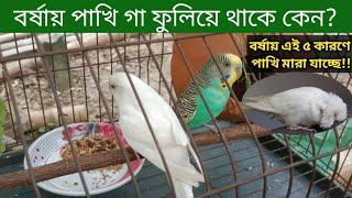 বর্ষাকালে বাজারিগার পাখি পালন যত্ন | Budgerigar Pakhi Palon | Grow Life বর্ষায় বাজারিগার পাখি পালন