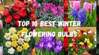 top 10 winter flowering bulbs for winter  #youtube #longvideo #flowers