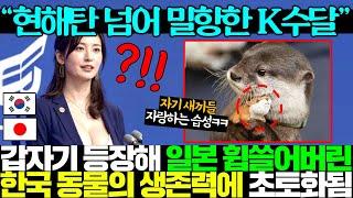 일본에선 멸종한 K수달이 등장하자 발칵 뒤집힌 일본 열도..ㄷㄷ