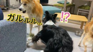 優しい犬「福丸」がボーダーコリー「こゆき」に怒った理由…