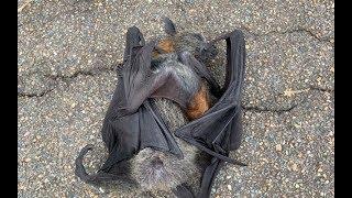 Rescuing an orphan flying-fox:  this is Sultana