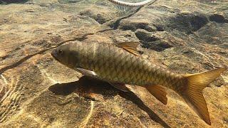 Бесплатный водопад Khlong Phlu если посетите платный Than Mayom