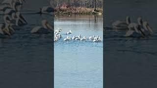 In Oklahoma??#countryliving #countrylife #pelicans #homestead