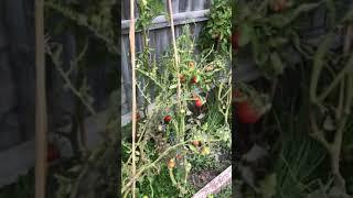 # Mahfuza Rahman’s Garden #Tomato harvesting