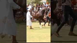 #marwadihorseshow #horselover #horse  #kathiyavadihorsedhanraj #horselover  Badal