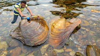 I was stunned when I pried open the giant clam, and I obtained a huge red pearl that was priceless