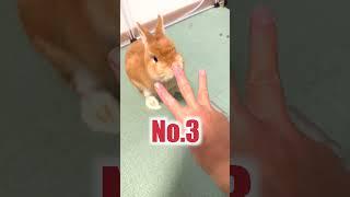 うさぎ飼育の残酷な現実５選【ネザーランドドワーフのコッペ】#shorts #うさぎ #うさぎのいる暮らし #ウサギ #ネザーランドドワーフ #rabbit