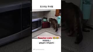 와장창..! 우당탕탕..! #고양이