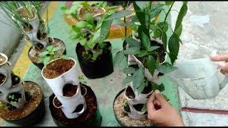 Small Space, Vertical Vegetables Garden Ideas Using PVC pipe