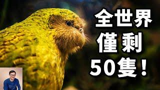 世界上最稀有的動物！全球一度僅存50隻，既像雞又像貓的鳥——鸮鸚鵡kakapo【老肉雜談】#動物 #野生動物 #鳥 #鸚鵡 #parrot